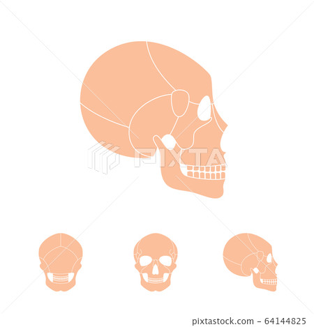 Human skull anatomy Human skull anatomy 64144825
