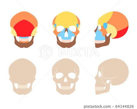 Human skull anatomy Human skull anatomy 64144826