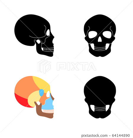 Human skull anatomy Human skull anatomy 64144890