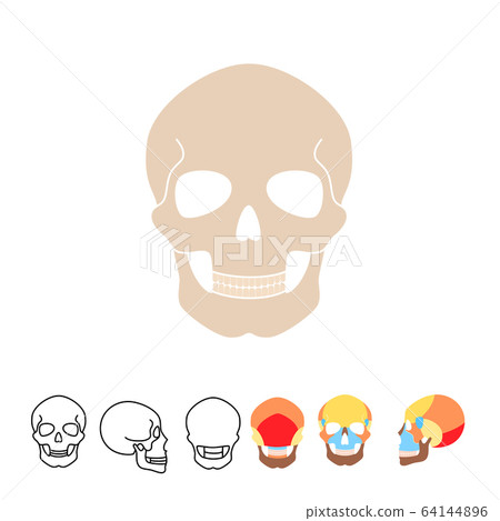 Human skull anatomy Human skull anatomy 64144896