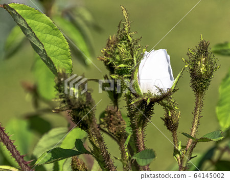 Rosa centifolia Muscosa Alba known as White, Shailer's White or Clifton Moss, Clifton Rose 64145002