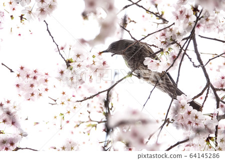 盛開的櫻花 64145286