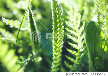 Closeup of fresh green grass for wallpaper design 64145557