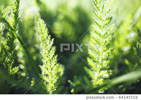 Closeup of fresh green grass for wallpaper design Closeup of fresh green grass for wallpaper design 64145558