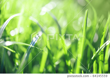 Closeup of fresh green grass for wallpaper design 64145559
