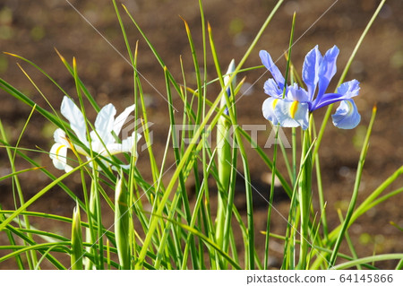 鳶尾花 64145866