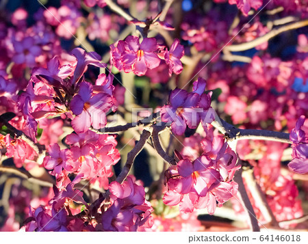 Texture of purple hibiscus flowers with twigs Texture of purple hibiscus flowers with twigs 64146018