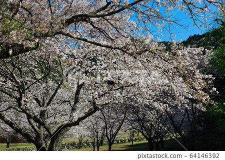 Tamai palace 64146392
