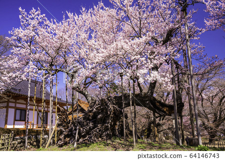 (Yamanashi Prefecture) Yamataka Jindai cherry blossoms in full bloom 64146743