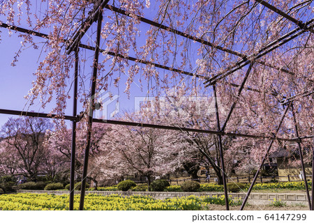 (Yamanashi) Cherry blossoms at Jisoji Temple (famous cherry blossoms from all over Japan) (Yamanashi) Cherry blossoms at Jisoji Temple (famous cherry blossoms from all over Japan) 64147299