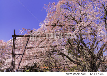 (山梨縣)地藏寺的櫻花(日本各地著名的櫻花) (山梨縣)地藏寺的櫻花(日本各地著名的櫻花) 64147302