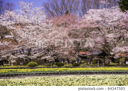 (Yamanashi) Cherry blossoms at Jisoji Temple (famous cherry blossoms from all over Japan) 64147303