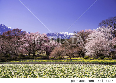 (Yamanashi Prefecture) Cherry blossoms at Jisoji Temple in full bloom against the backdrop of the Southern Alps (Yamanashi Prefecture) Cherry blossoms at Jisoji Temple in full bloom against the backdrop of the Southern Alps 64147487