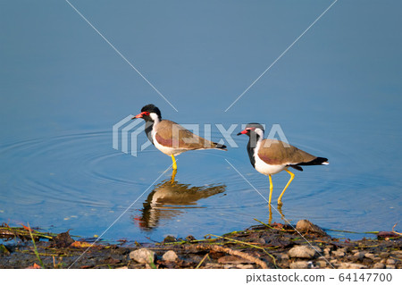 The red-wattled lapwing Vanellus indicus in a lake The red-wattled lapwing Vanellus indicus in a lake 64147700