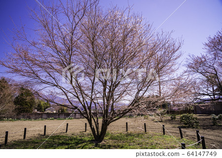 (山梨縣)地藏寺金代櫻花 (山梨縣)地藏寺金代櫻花 64147749