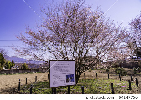 (山梨縣)地藏寺金代櫻花 (山梨縣)地藏寺金代櫻花 64147750
