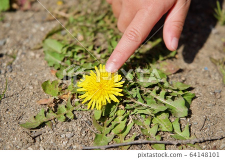 Tsundandelion 64148101