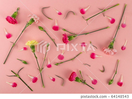 Fresh Carnation Flower, Dianthus or Schabaud 64148543