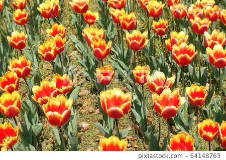 Tulip at Yokohama Park Tulip at Yokohama Park 64148765