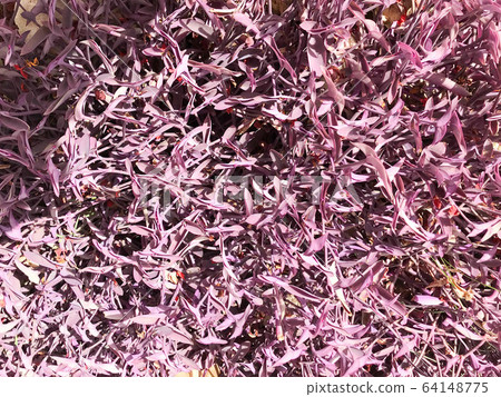 Texture of beautiful colored violet fresh bright Texture of beautiful colored violet fresh bright 64148775