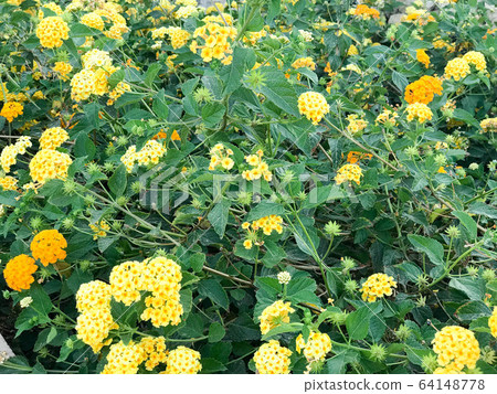 Texture of a set of yellow small fresh Texture of a set of yellow small fresh 64148778