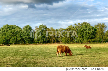 Huge bull cows grazing on a farmfield Huge bull cows grazing on a farmfield 64148780