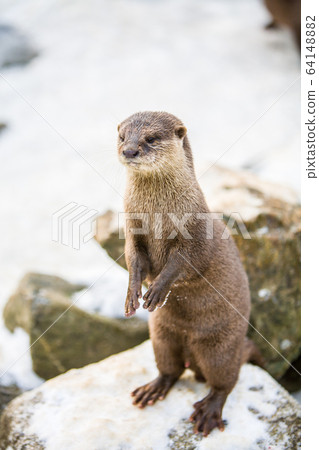 European otter, or Lutra lutra, in the snow 64148882
