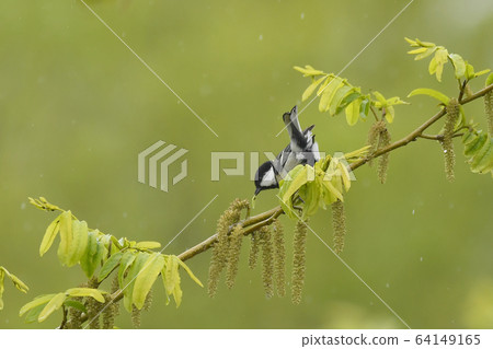Great tit Great tit 64149165