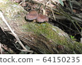 mushroom  64150235