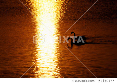 Sunset and swan of Lake Saroma "Kitami City" Sunset and swan of Lake Saroma "Kitami City" 64150577