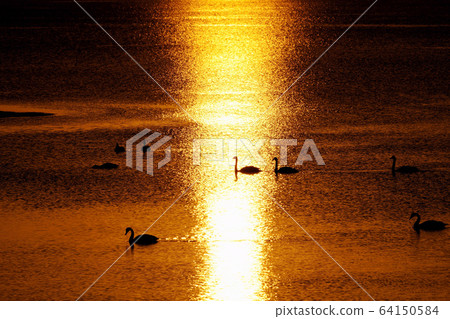 Sunset and swan of Lake Saroma "Kitami City" 64150584