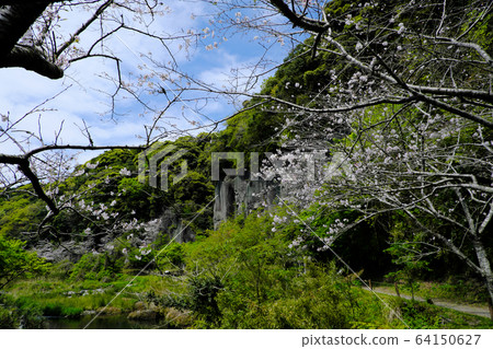 Cliffs seen between the cherry trees in Iwaya Park 64150627