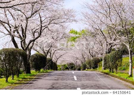 Beautiful tree-lined path of cherry blossoms blooming in Iwaya Park 64150641