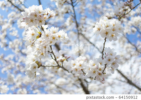 Cherry blossom 64150912