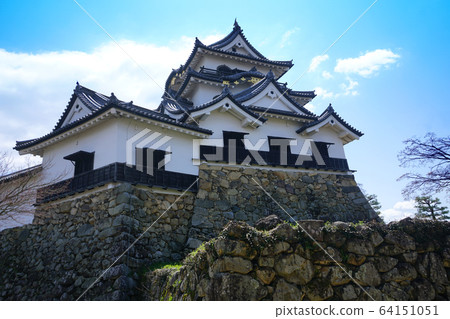 彥根城，城堡塔，國寶，櫻花 64151051