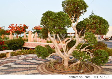 A beautiful unusual exotic tree with green  64151328