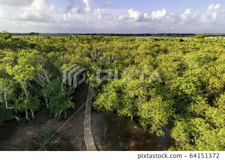 Ru Cha rare and precious mangrove forest is Ru Cha rare and precious mangrove forest is 64151372