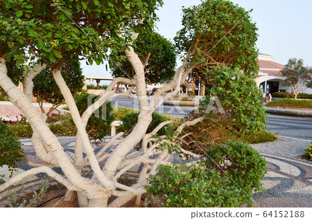 A beautiful unusual exotic tree with green  64152188