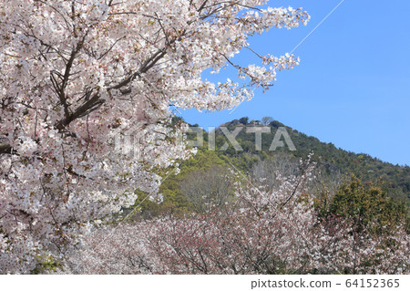 `` Torii in the sky '' of the main shrine looking up from Takamiya Shrine in full bloom of cherry blossoms, Shimomiya approach `` Torii in the sky '' of the main shrine looking up from Takamiya Shrine in full bloom of cherry blossoms, Shimomiya approach 64152365