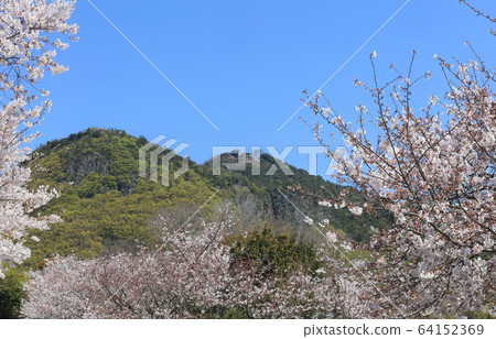 `` Torii in the sky '' of the main shrine looking up from Takamiya Shrine in full bloom of cherry blossoms, Shimomiya approach 64152369