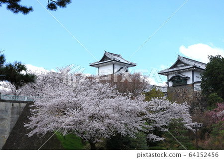 Cherry blossoms in full bloom Kanazawa castle Cherry blossoms in full bloom Kanazawa castle 64152456