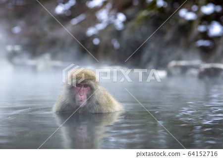 A wild monkey entering a hot spring 64152716