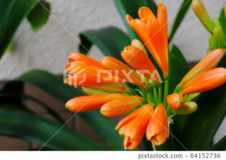 A beautiful Kimchi orchid blooming in orange A beautiful Kimchi orchid blooming in orange 64152736