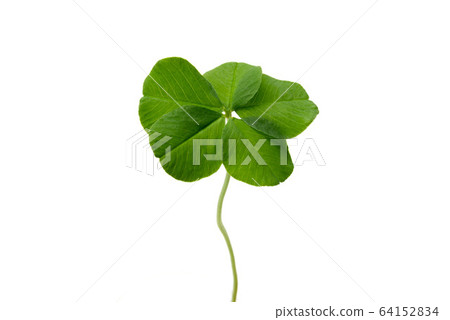 Five leaf clover 64152834