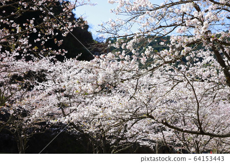 Tamai palace 64153443