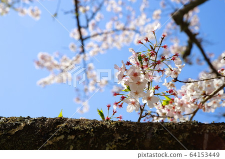 Tamai palace 64153449