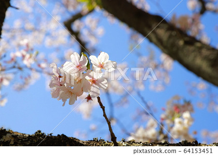 Tamai palace 64153451