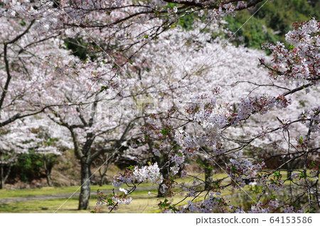 Tamai palace Tamai palace 64153586