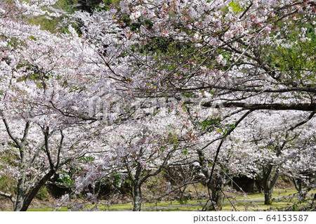 Tamai palace Tamai palace 64153587