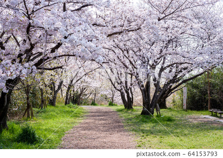 Cherry tree in full bloom  64153793